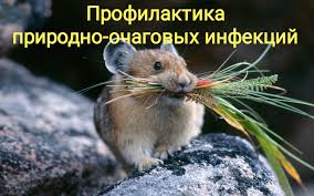 Информация о мерах профилактики природно-очаговых заболеваний.
